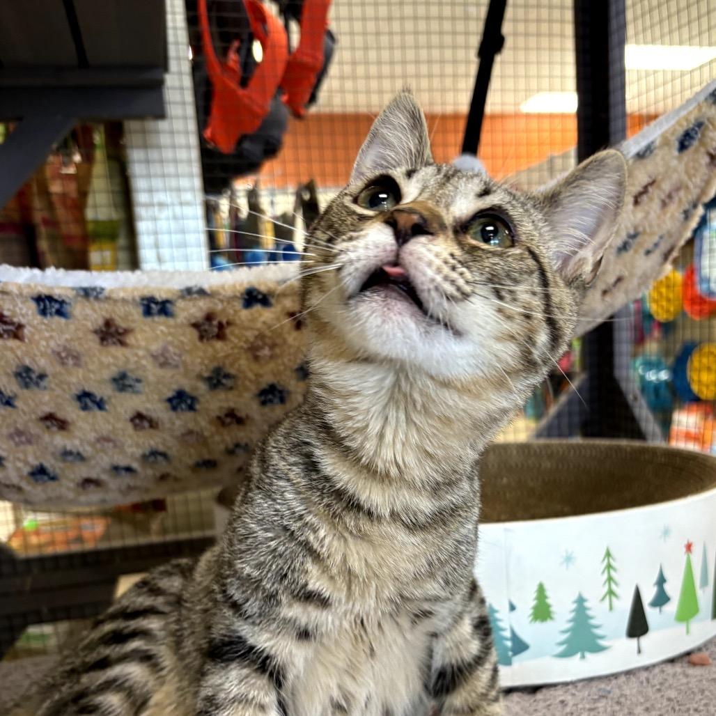 Felix