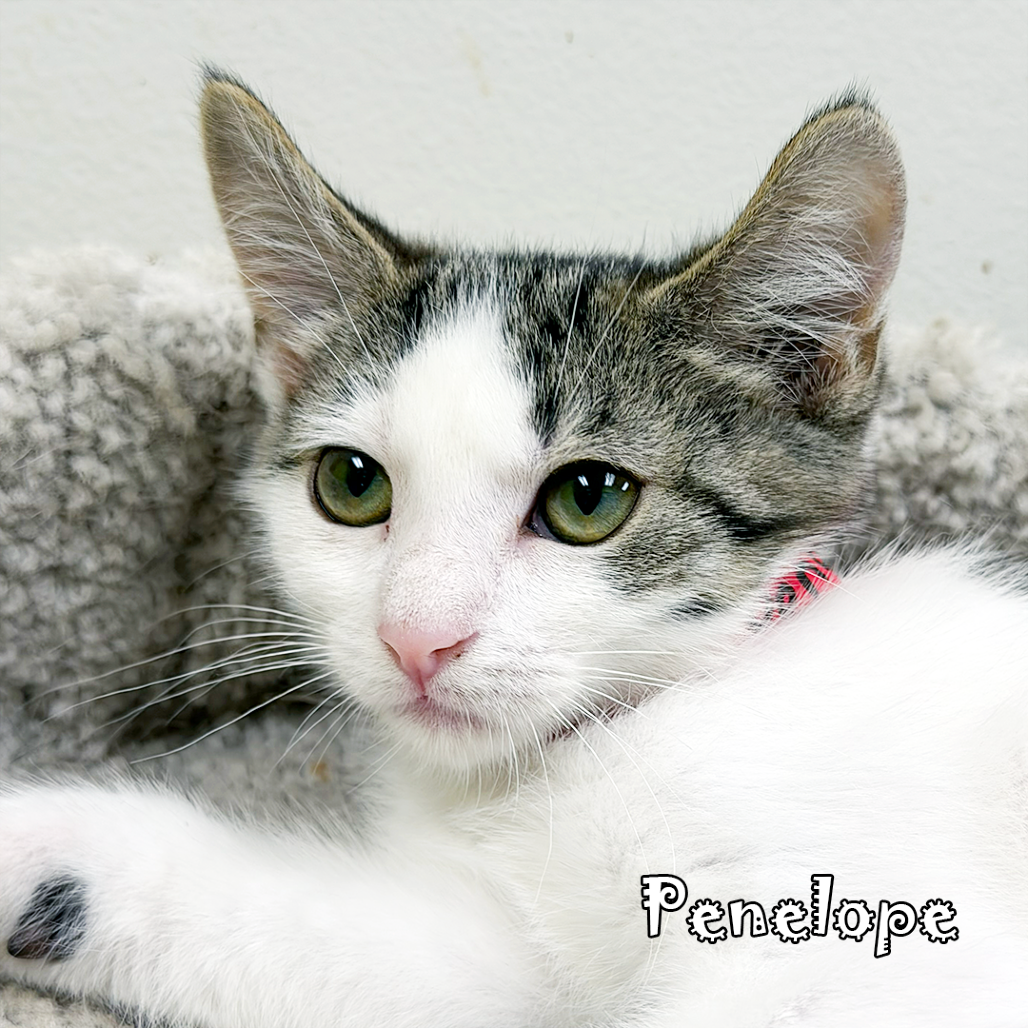 Penelope