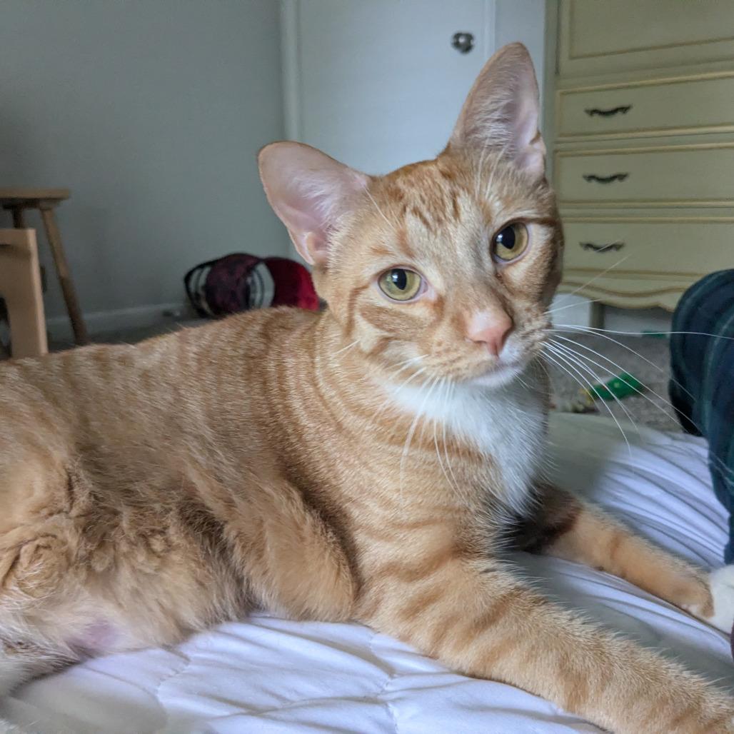 Creamsicle