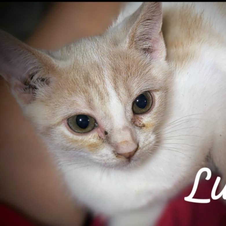 Luna