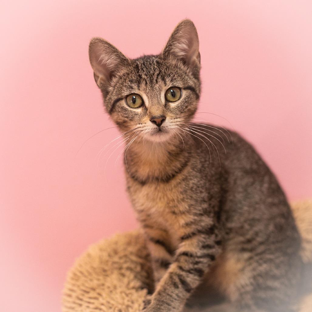 Adoptable Cats & Kittens in Jacksonville, FL | Chewy.com