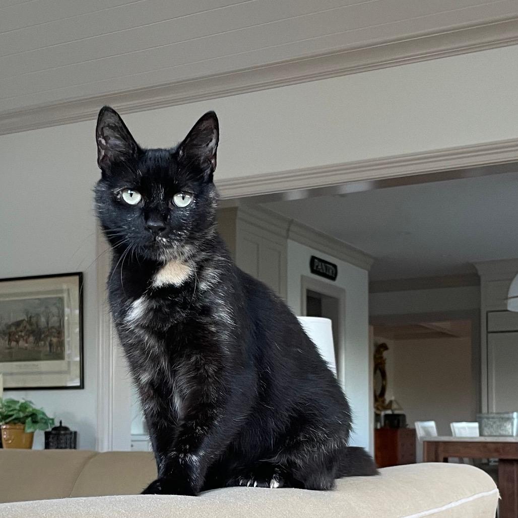 Nova