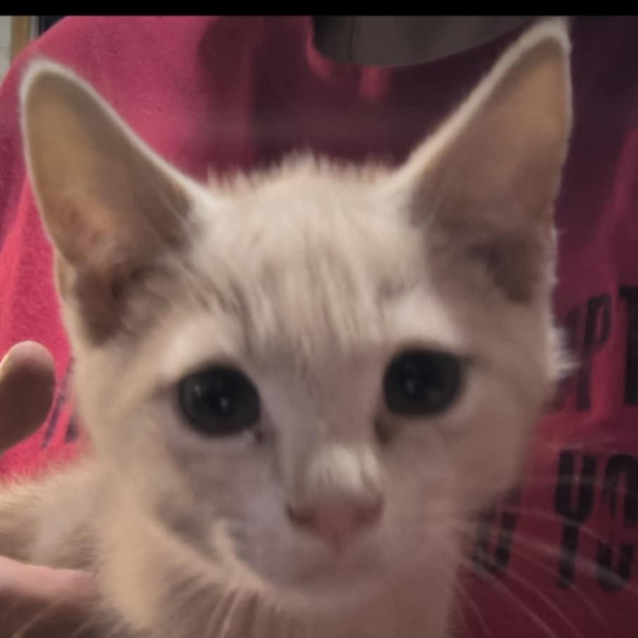 Nala