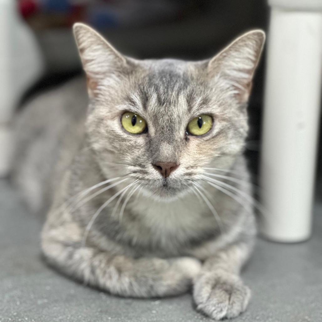 CiCi