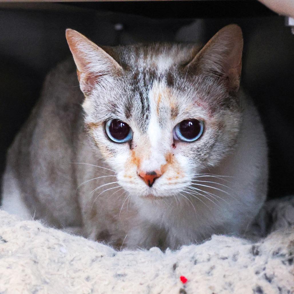 Scully (Bonded with Mulder)