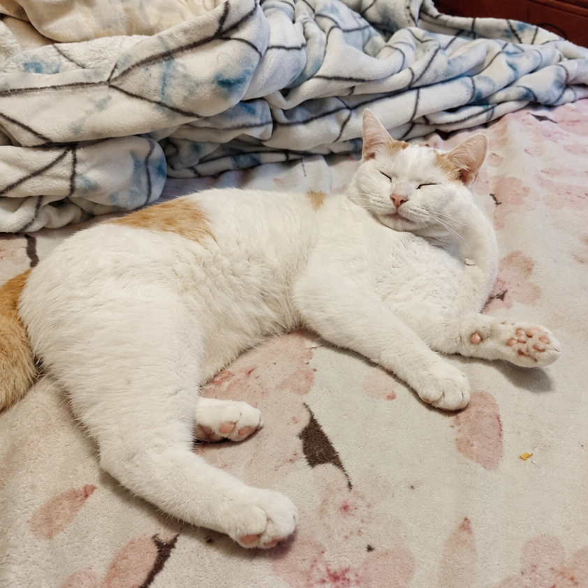 Mochi 