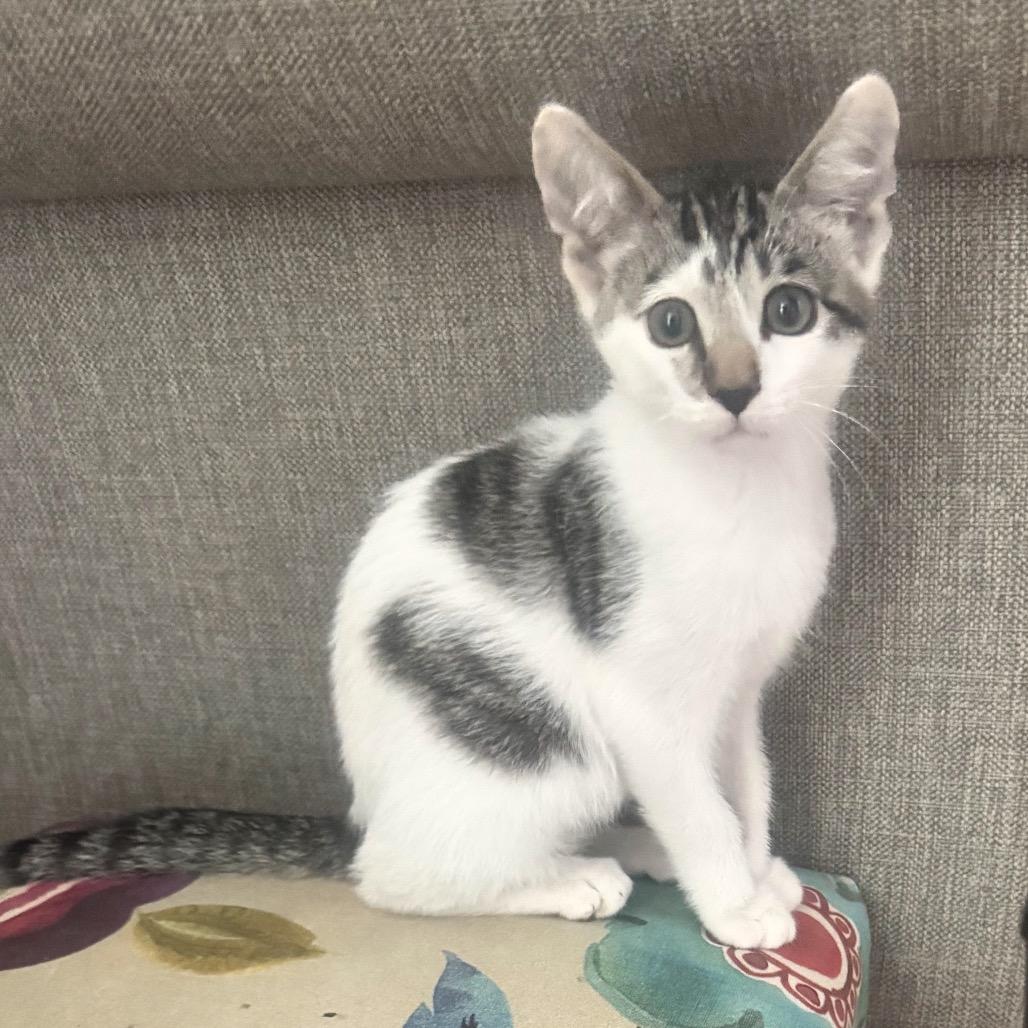 Arlo
