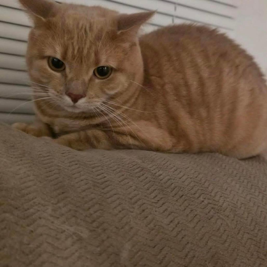 Nala