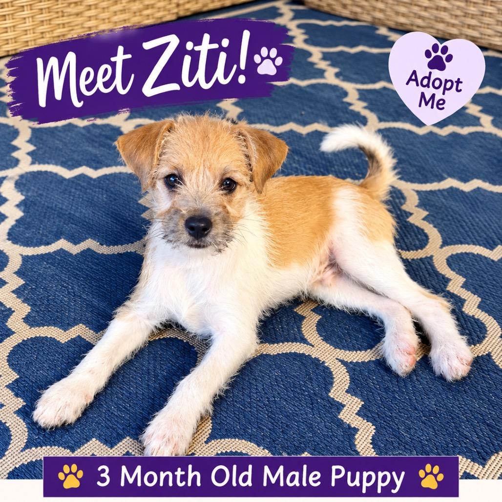 Ziti