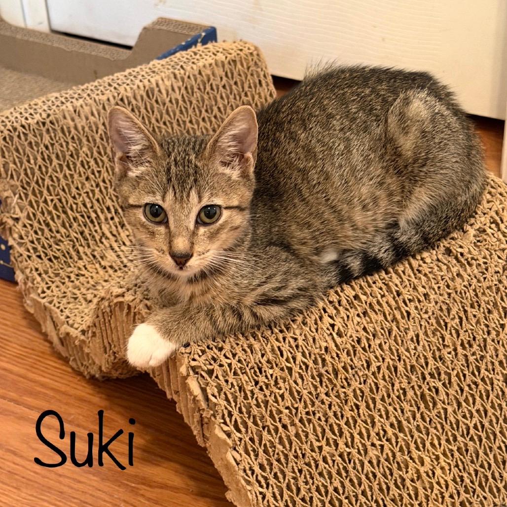Suki