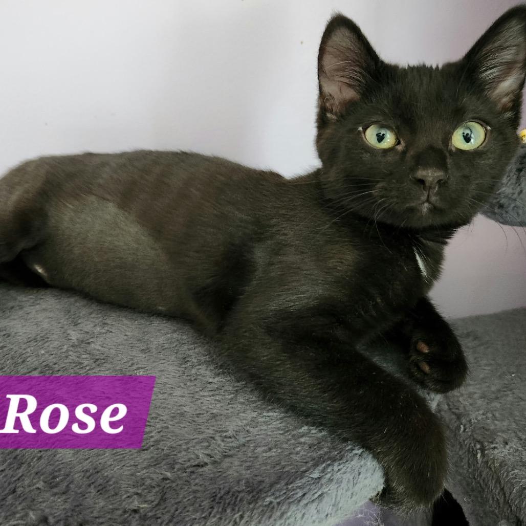 Rose
