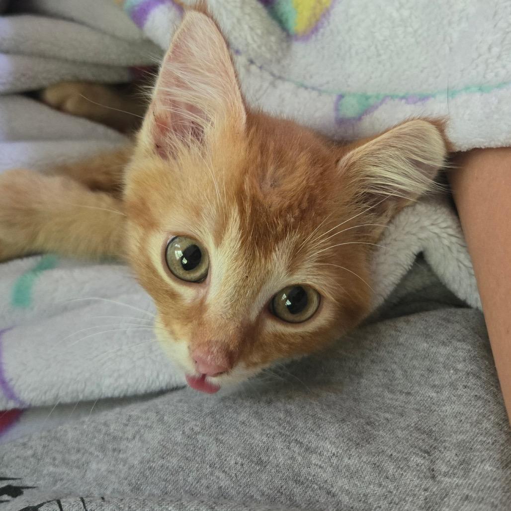 Specials on Cat Adoptions Kansas City Metro: Unbeatable Deals Today