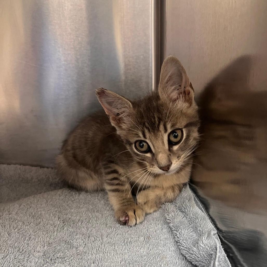 Specials on Cat Adoptions Kansas City Metro: Unbeatable Deals Today