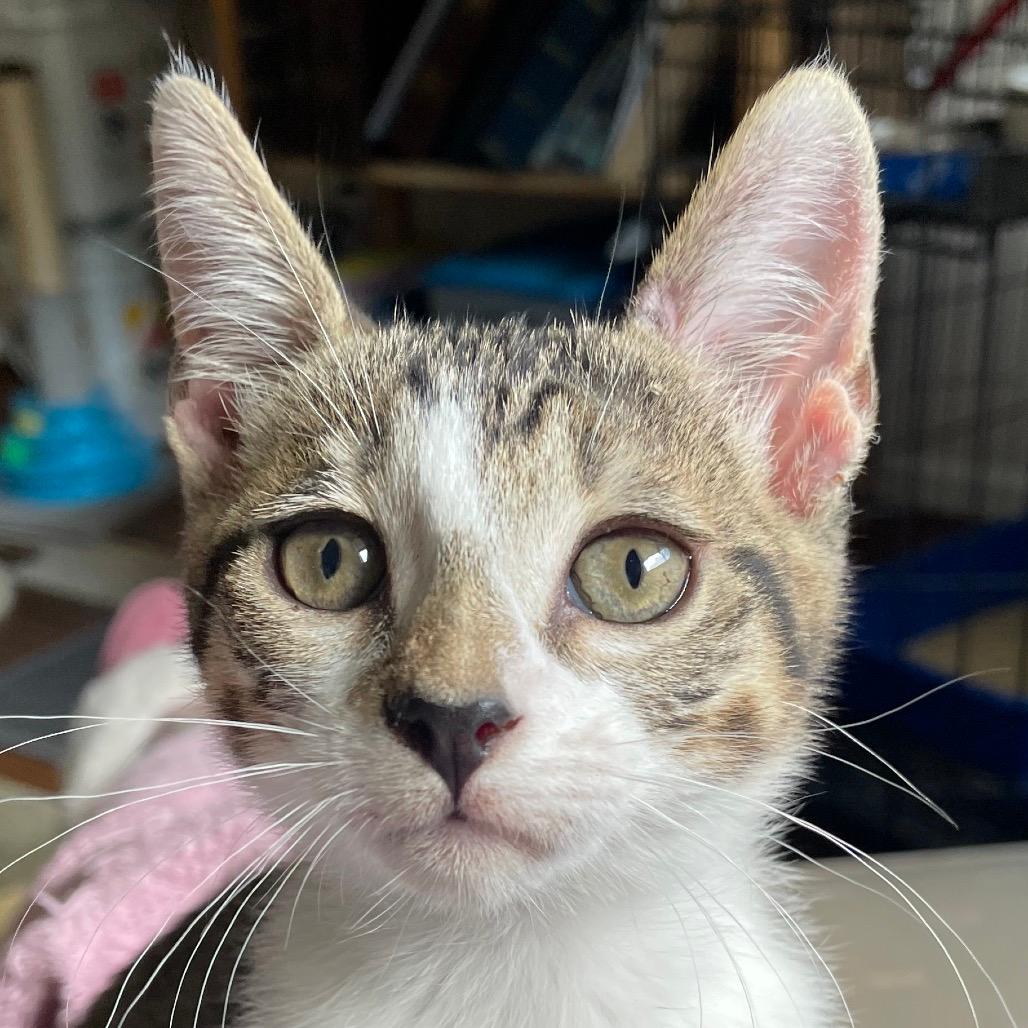 Simba