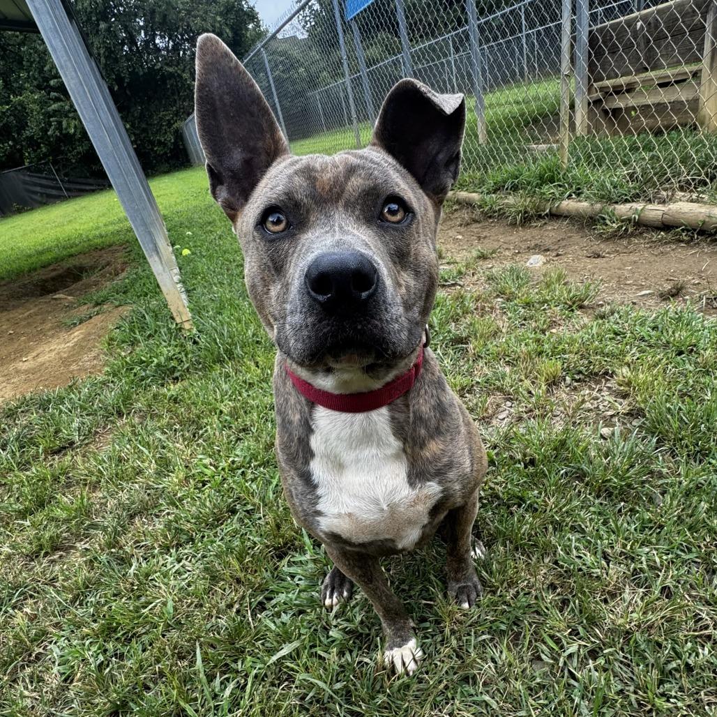 Roo
