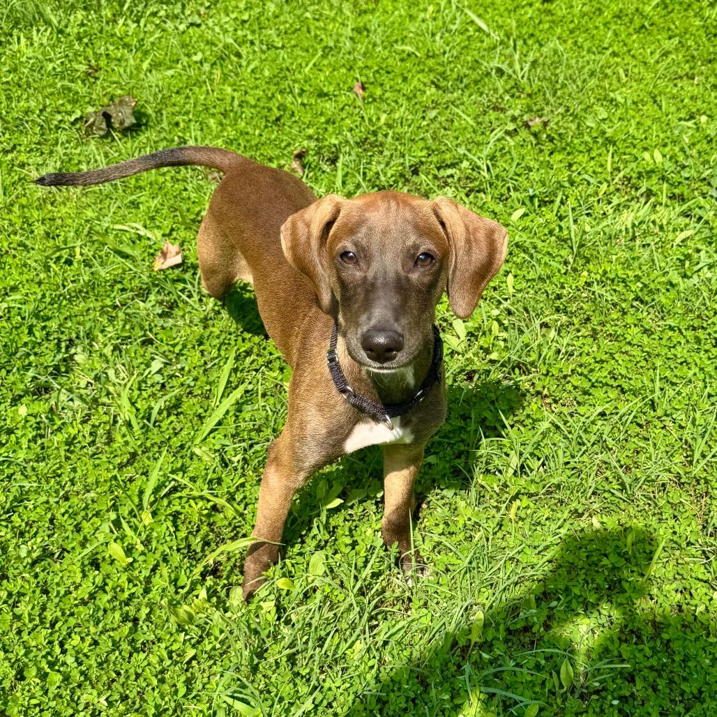 Amelia