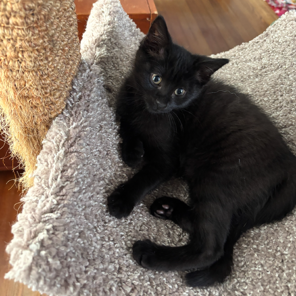 Panther