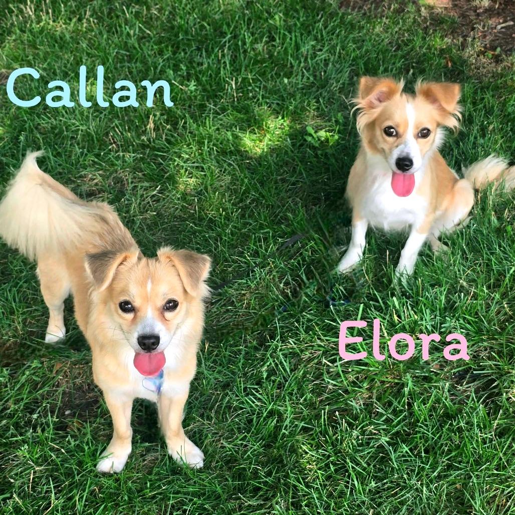 Elora