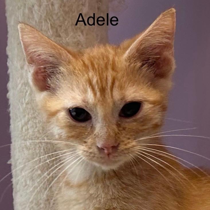 Adele