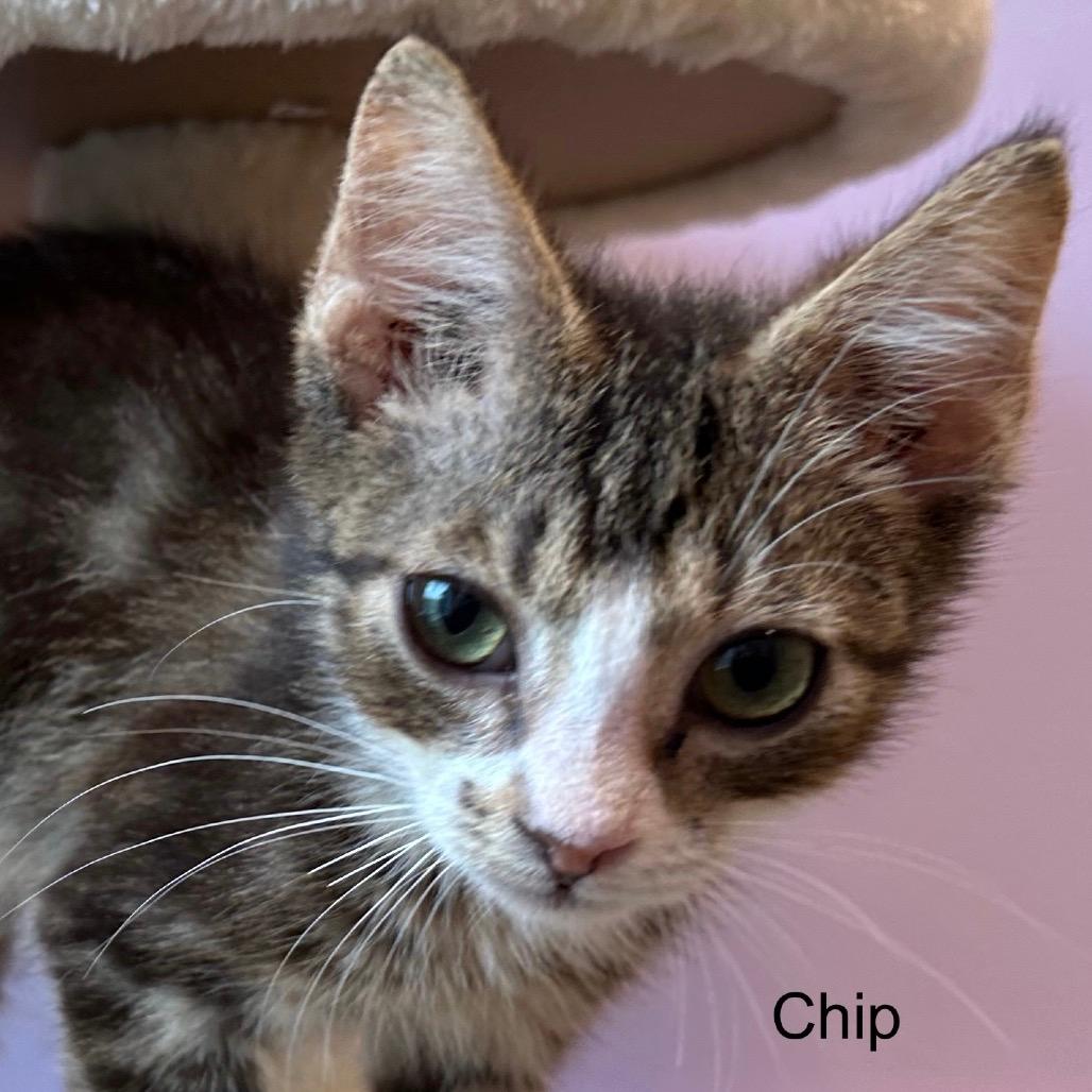 Chip