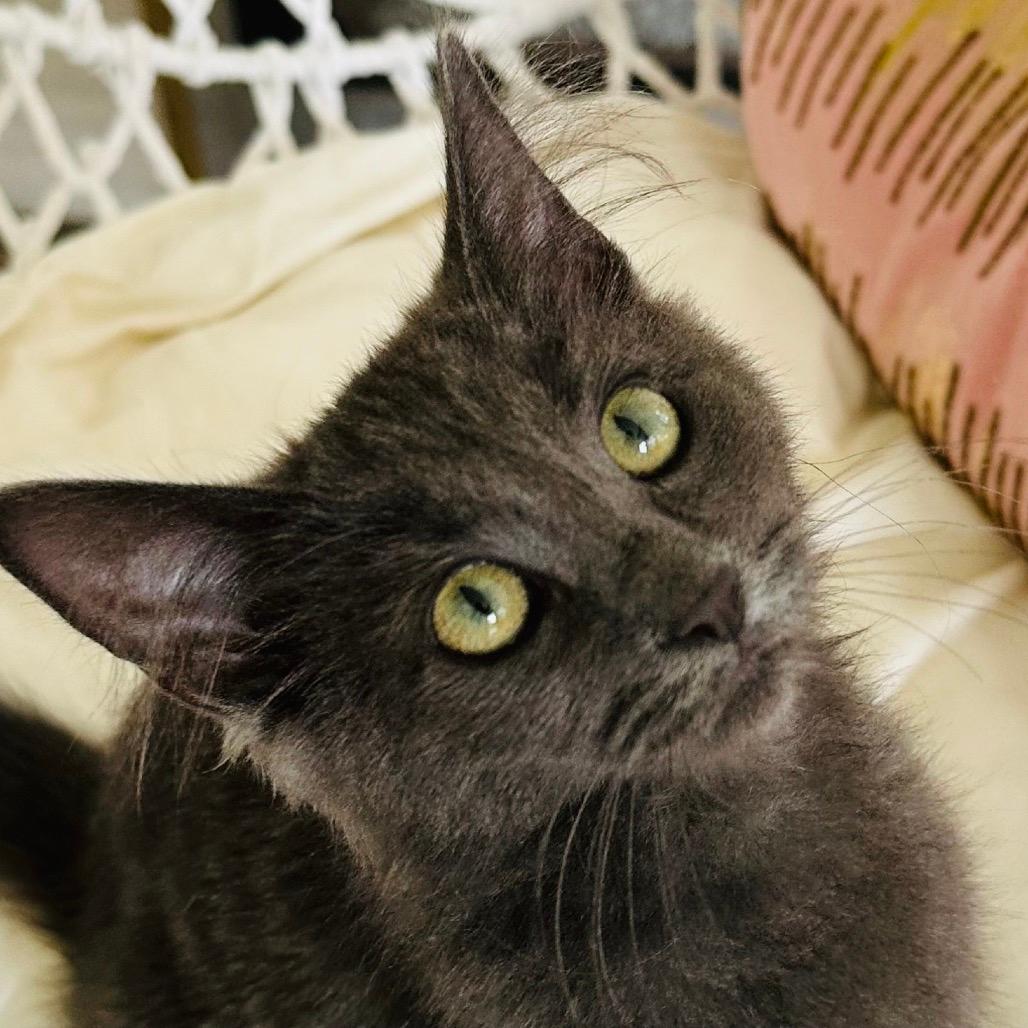 Blue Russian Cat Adoption: Ultimate Guide to Finding Your Perfect Pet