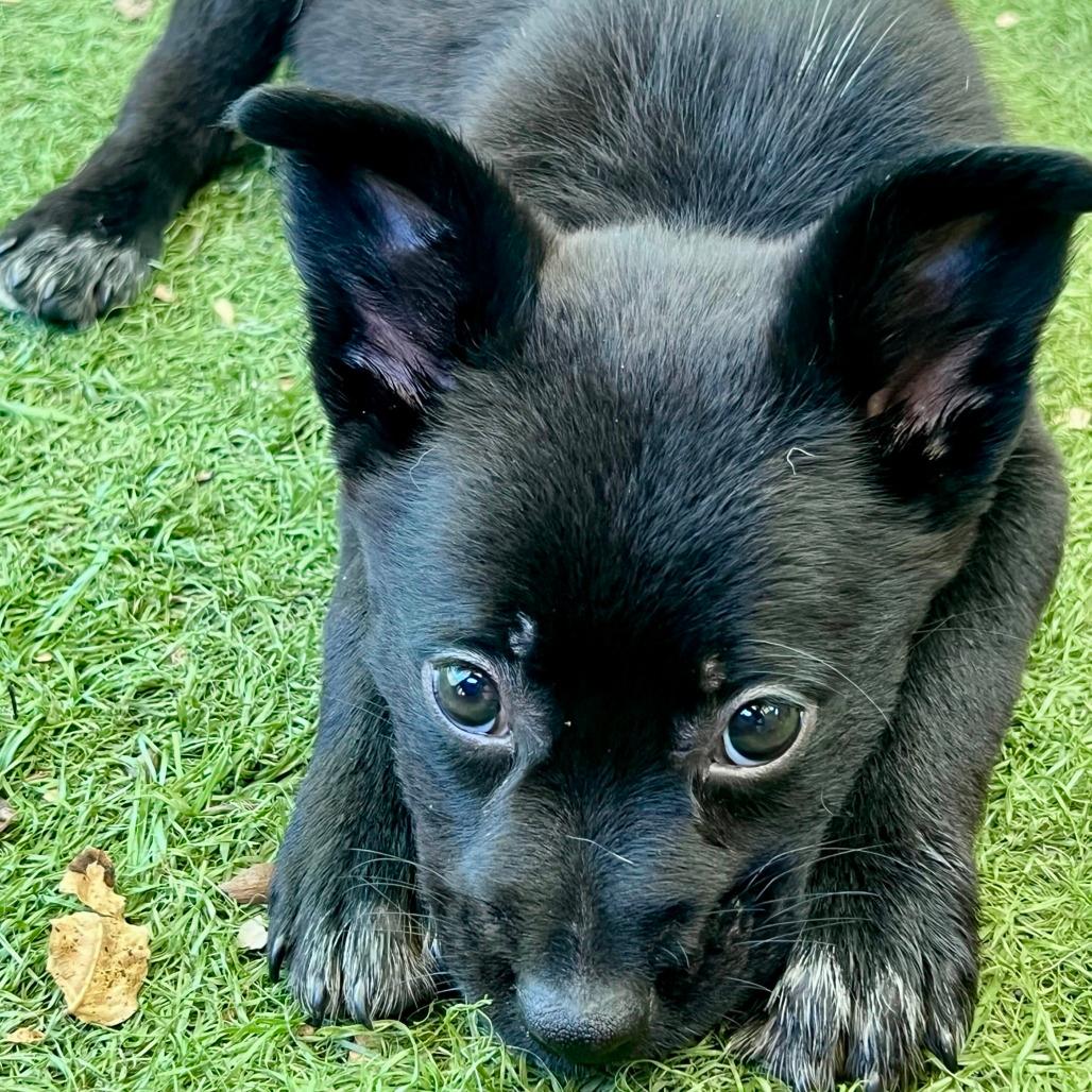 Oreo