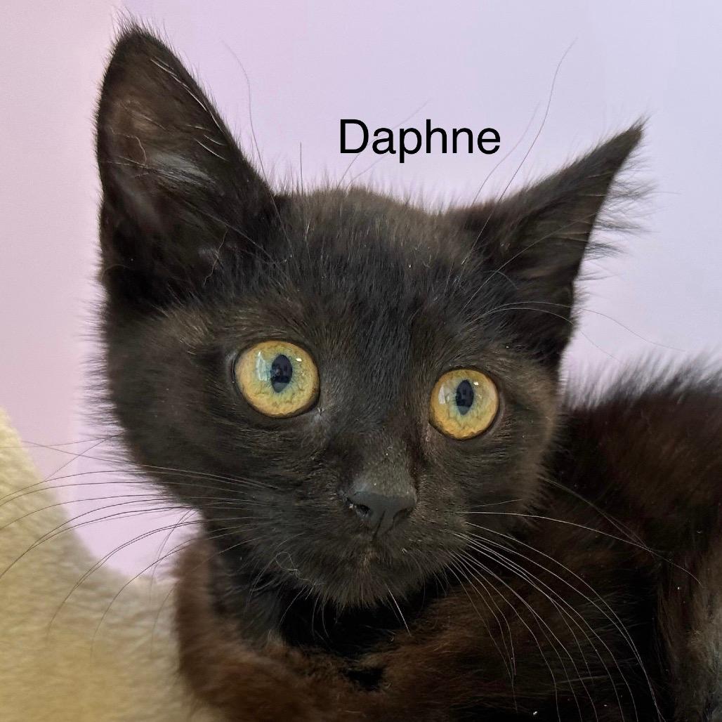 Daphne