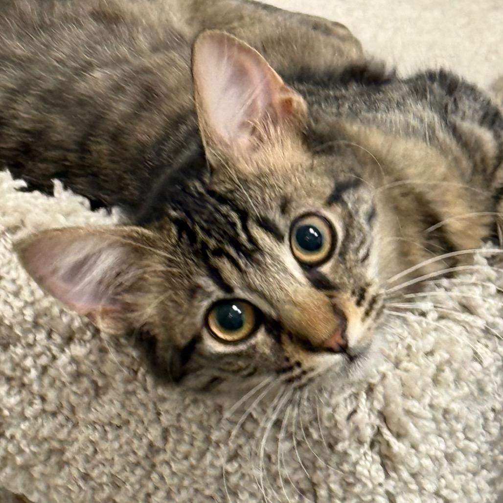 Medium Hair Cat Breeds: Discover Your Perfect Feline