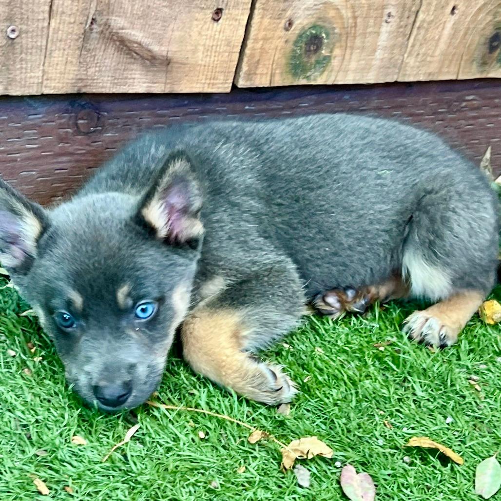 Nina