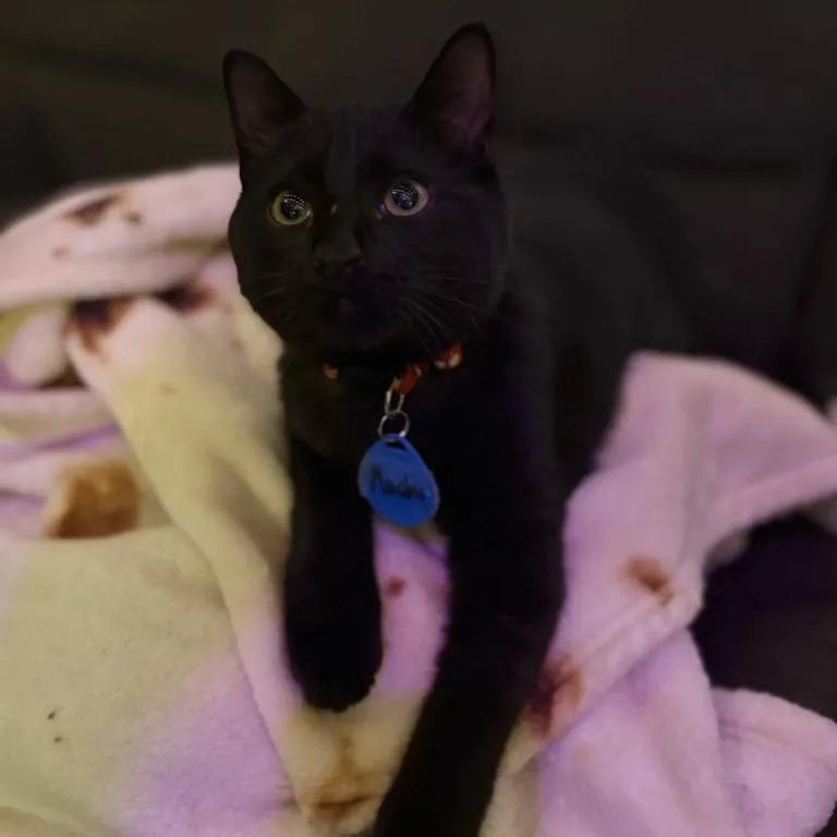 Mochi (cat cafe adoption)