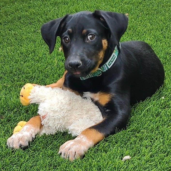 908 (2026) Alex