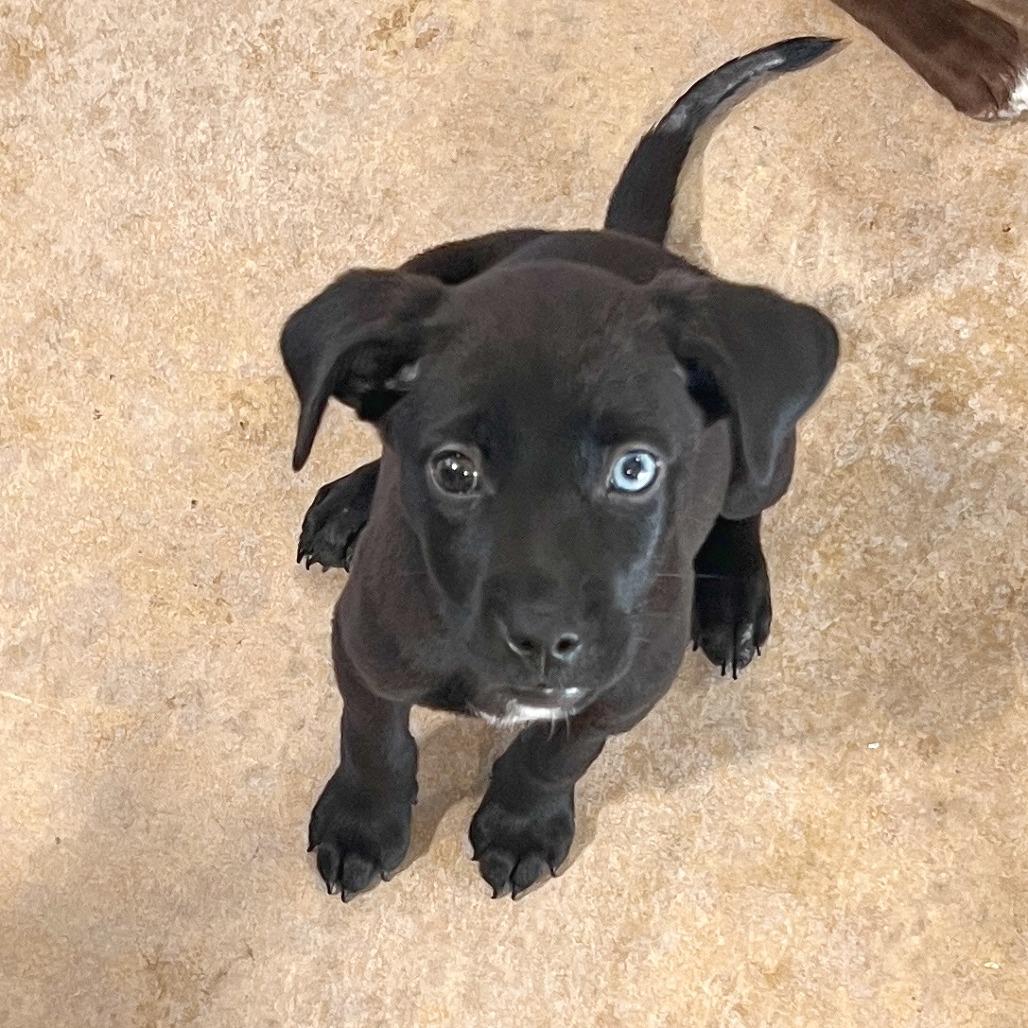 Penny 