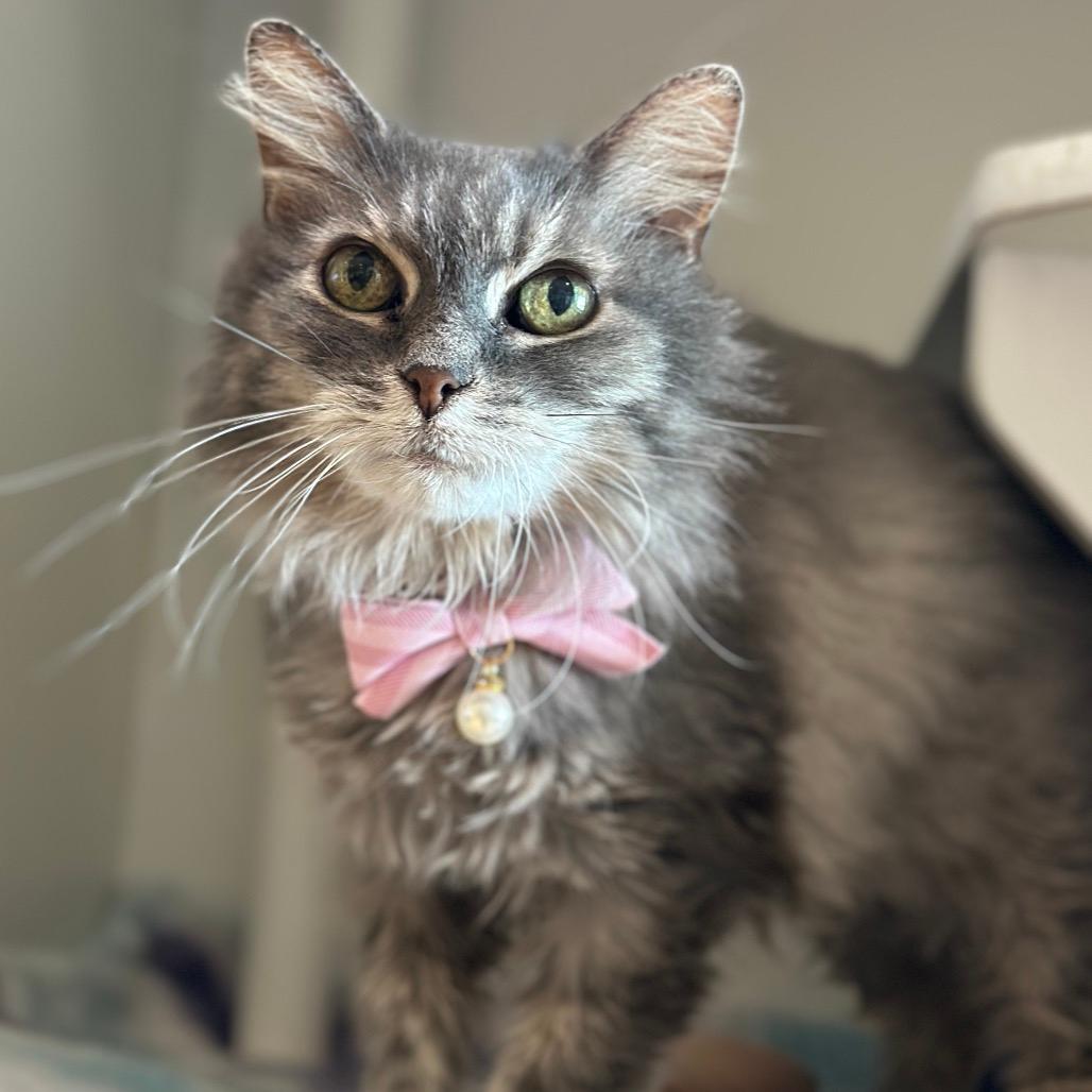 Mochi