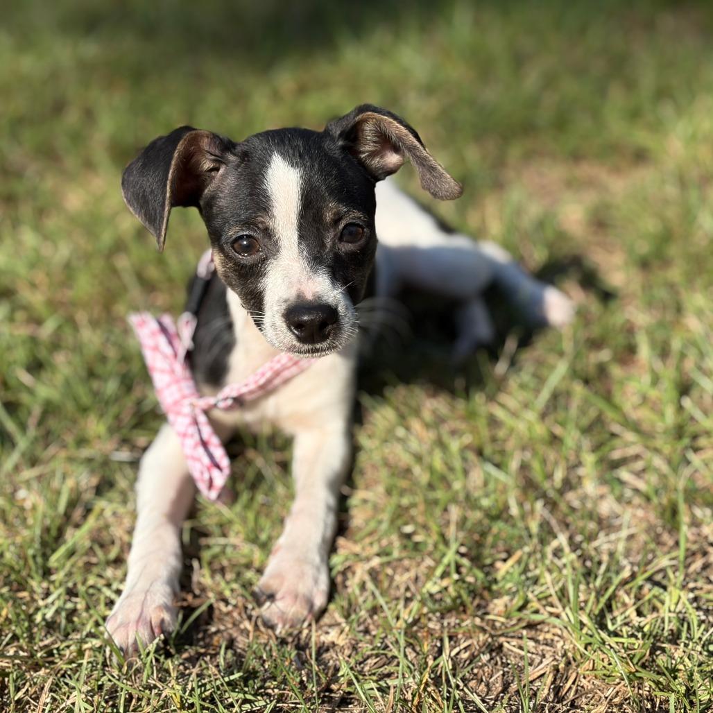 Watson