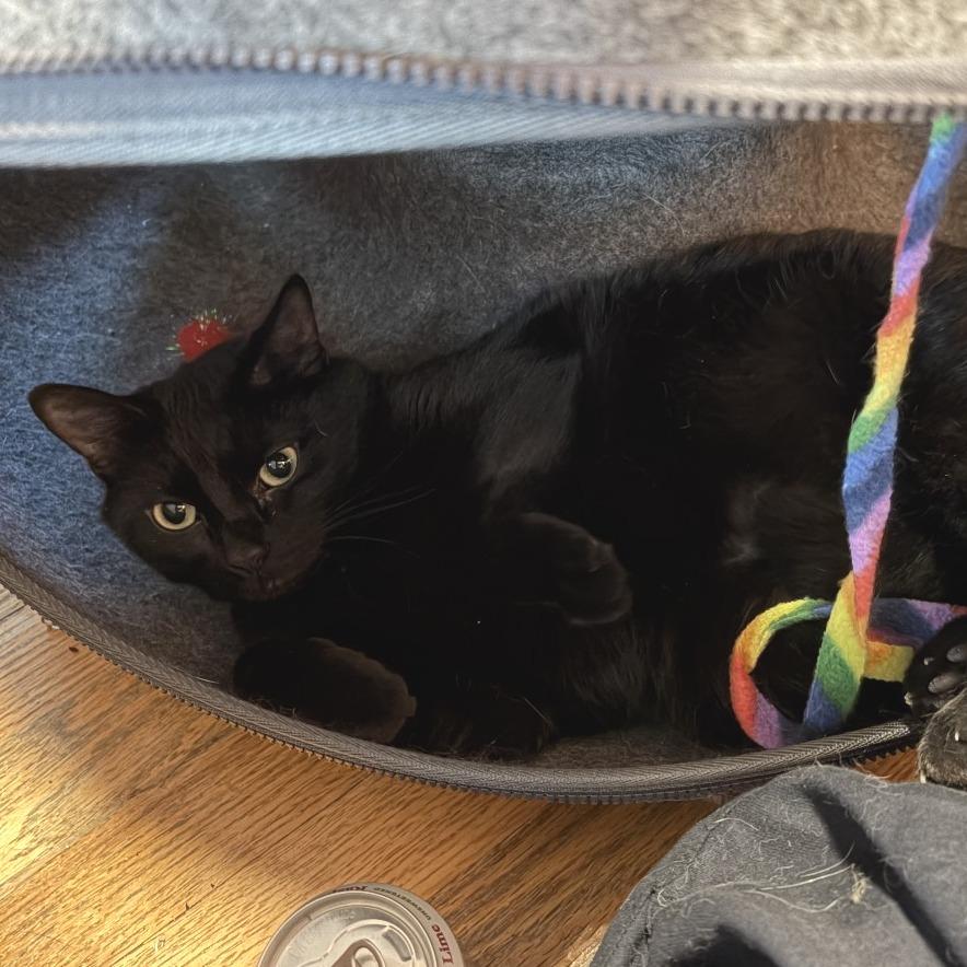 Nala-In Foster