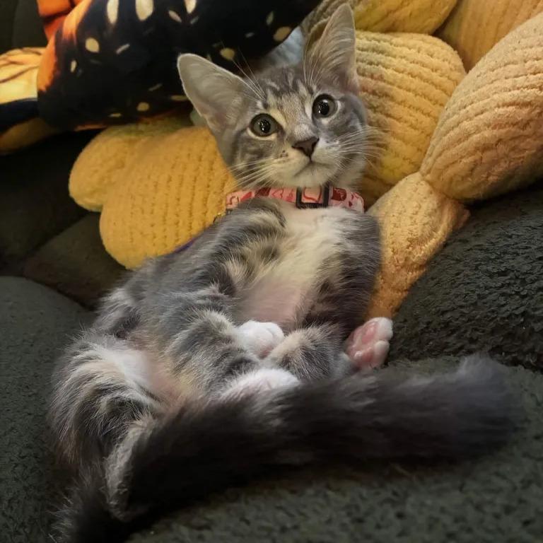 Cali (cat cafe adoption)