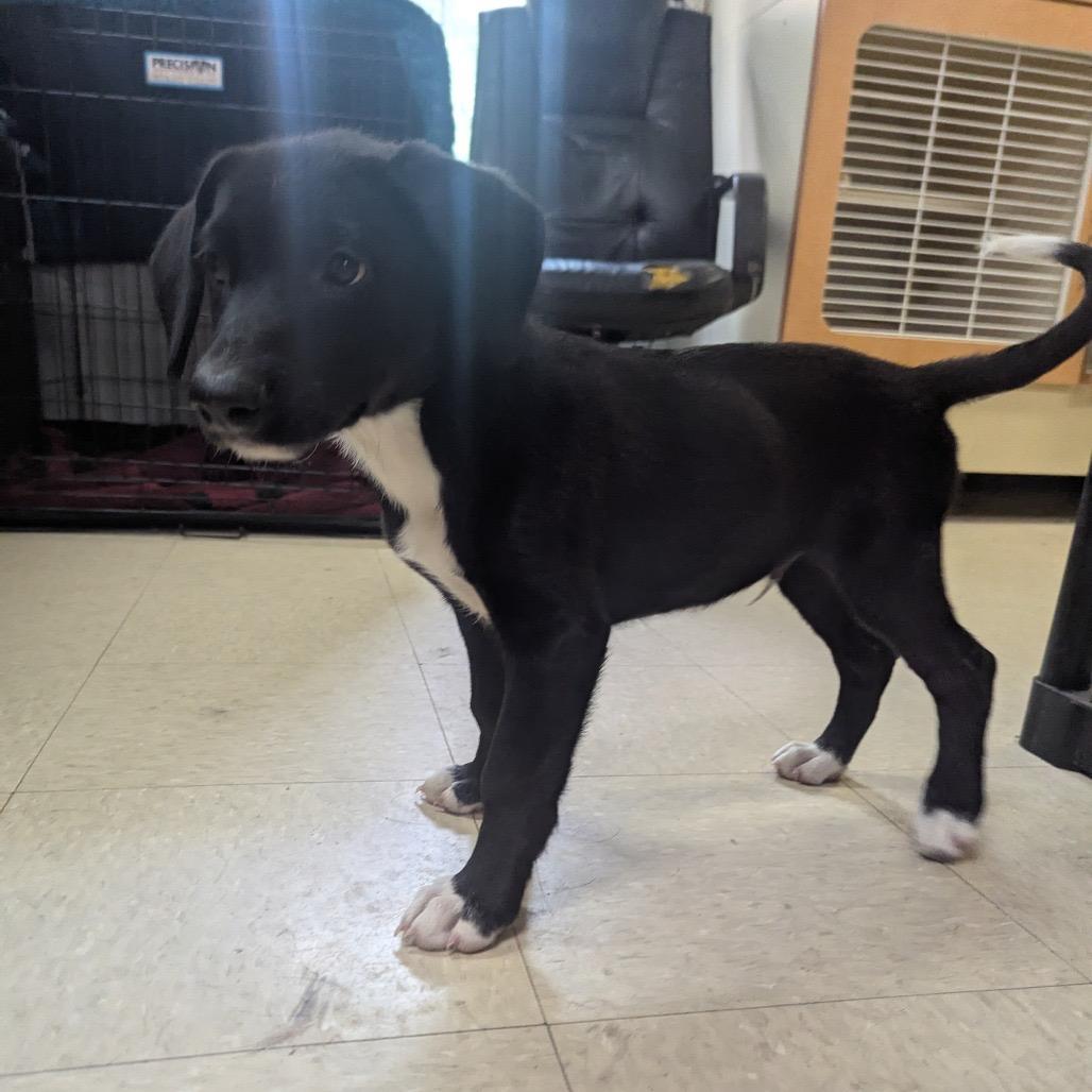 Otis