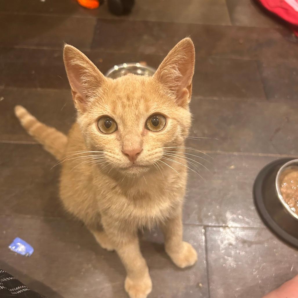 Bartholomew