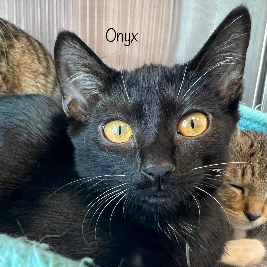 Onyx