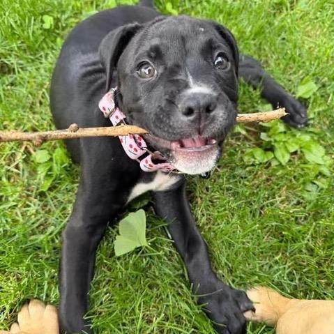 Gemma