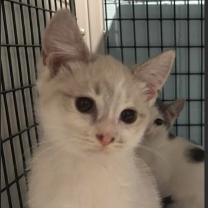 Nilla (26-3688)
