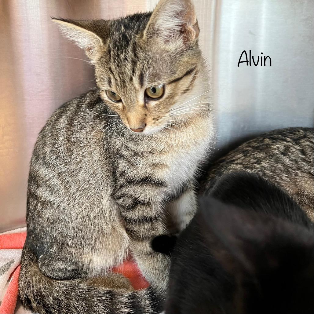 Alvin
