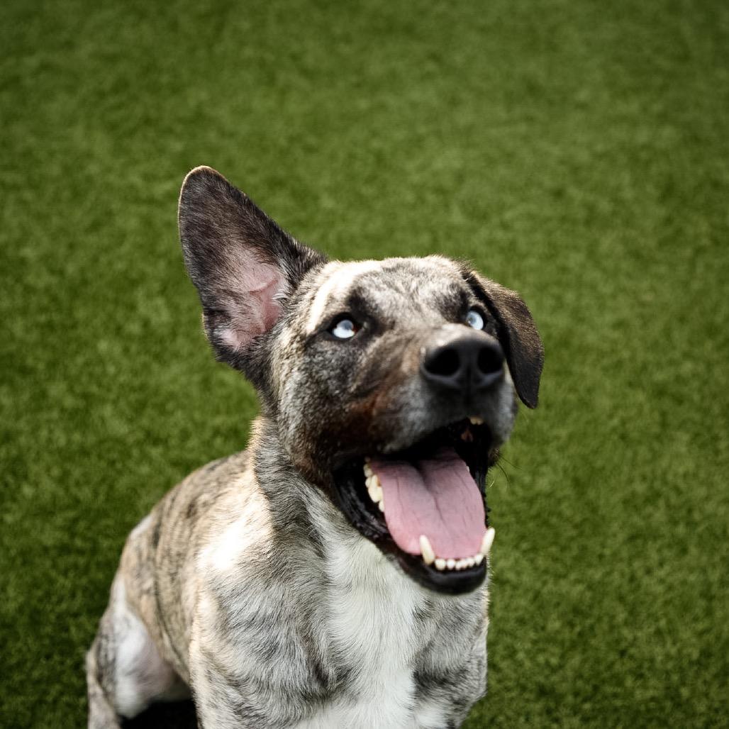 Chico