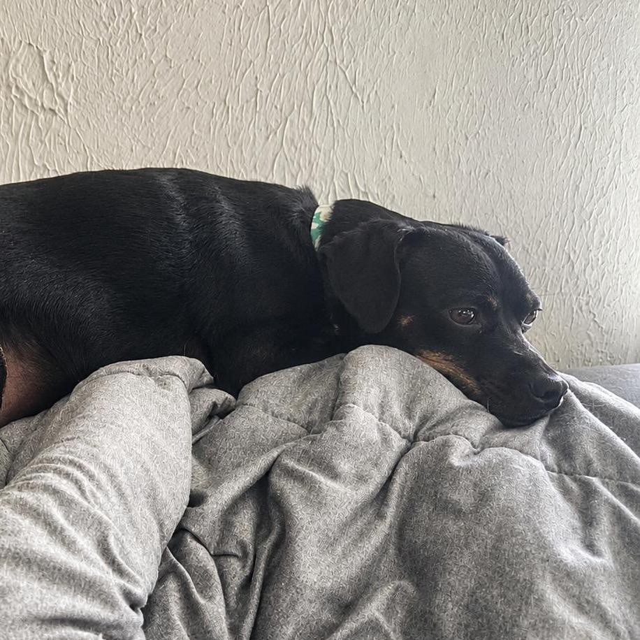 Luna (Foster)