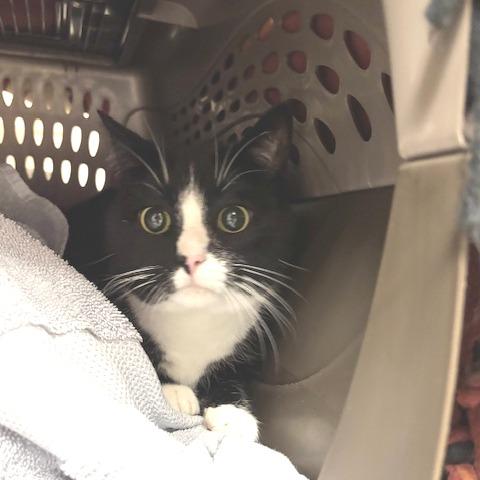 Chester-$199