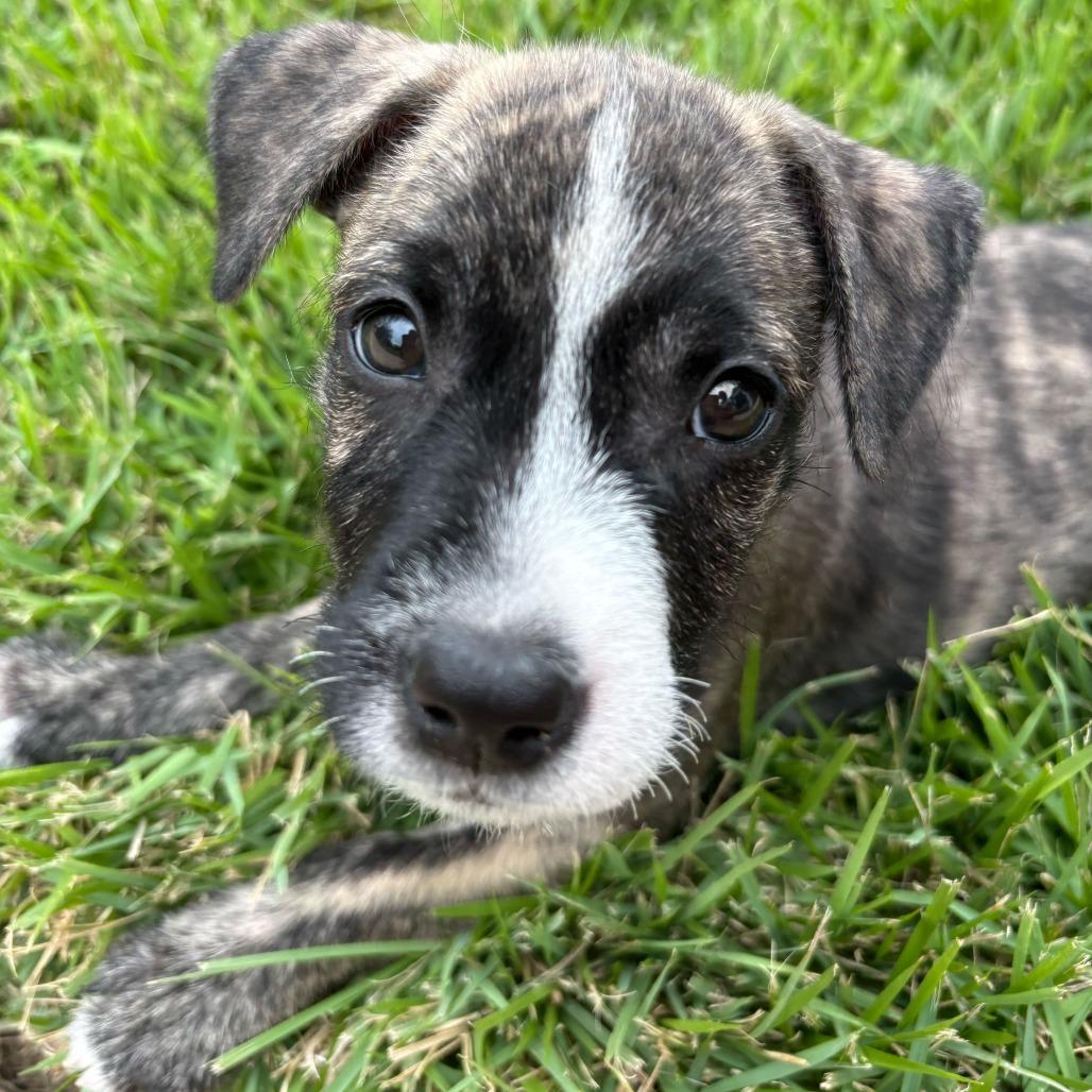 Zeke
