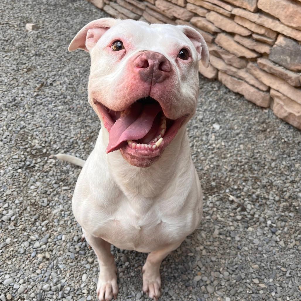 Koba