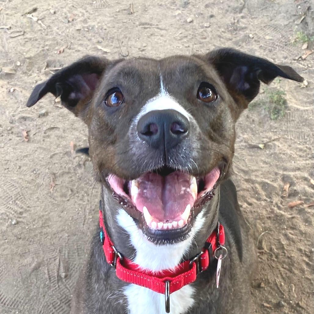Bella Boo - FEE WAIVED