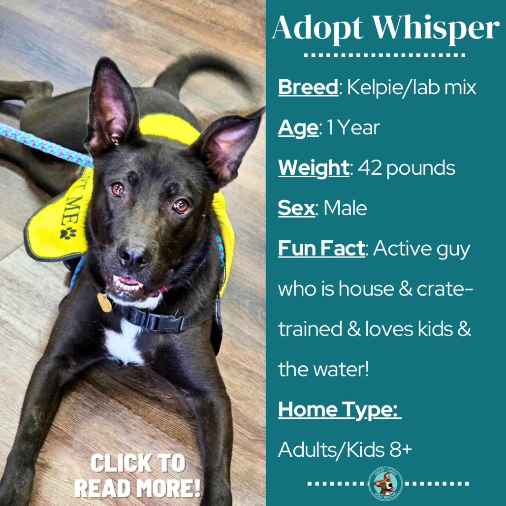 Whisper