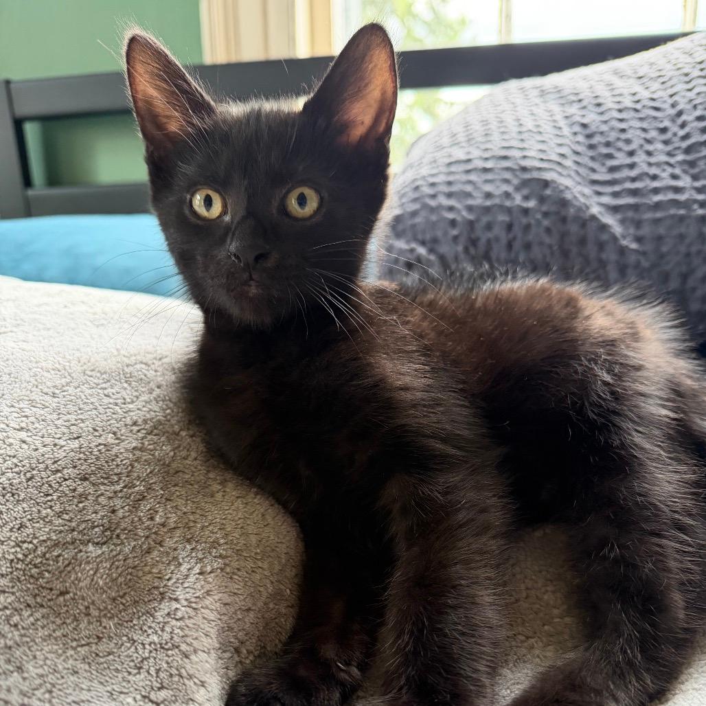 Tadpole (Keeler Mama Kitten 3)
